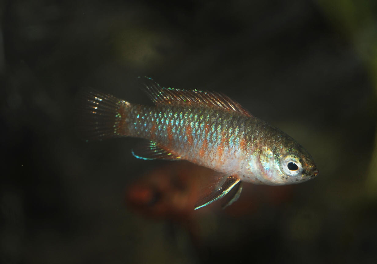 Badis assamensis